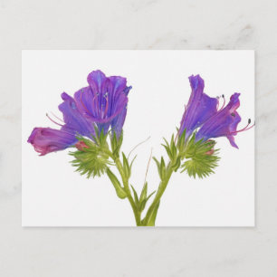 Purpurfärgad huggormbugloss (echiumplantagineumen) vykort