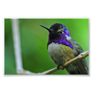 Purpurfärgad Hummingbird Fototryck