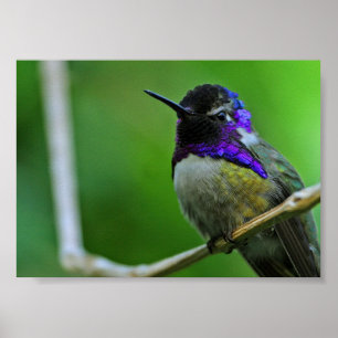 Purpurfärgad Hummingbird Poster