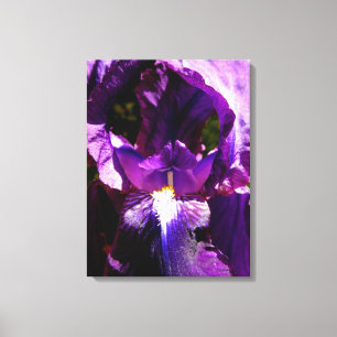 Purpurfärgad Iris Canvastryck
