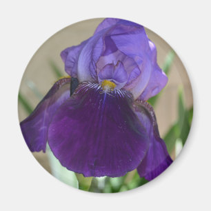 Purpurfärgad Iris Magnet