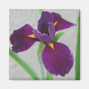 Purpurfärgad Iris Magnet