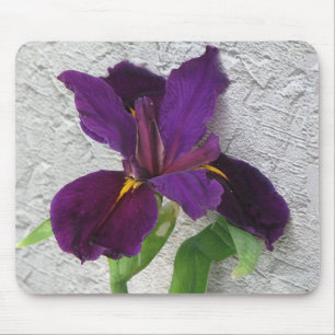 Purpurfärgad Iris Musmatta