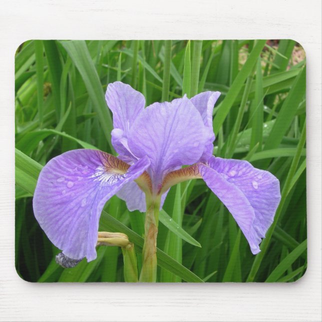 Purpurfärgad Iris Musmatta (Framsidan)