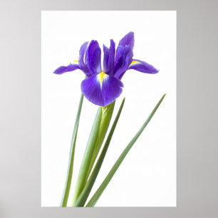 Purpurfärgad iris på vitaffischen poster