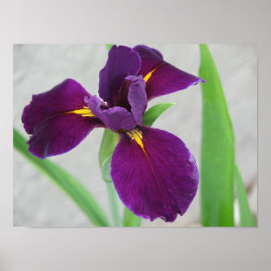 Purpurfärgad Iris Poster