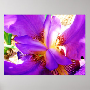 Purpurfärgad Iris Poster