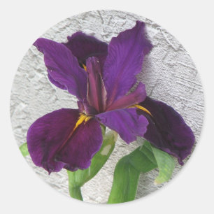 Purpurfärgad Iris Runt Klistermärke