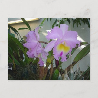 Purpurfärgad Iris Vykort