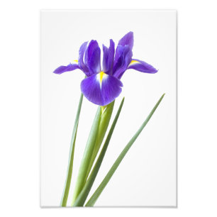 Purpurfärgad irisblomma på vit fototryck