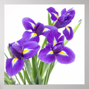 purpurfärgad irisblomma poster