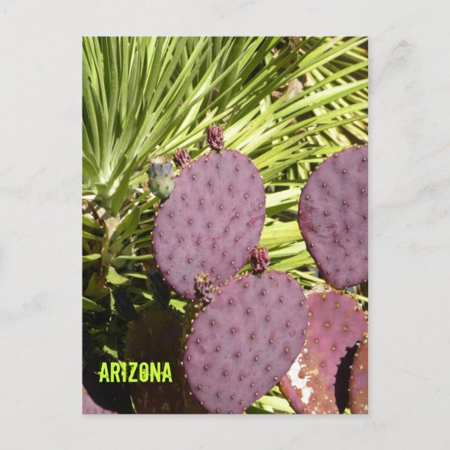 Purpurfärgad kaktusArizona vykort (Framsida)