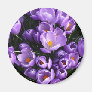 Purpurfärgad krokuskylskåpmagnet magnet