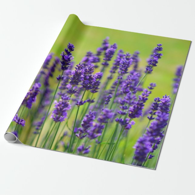 Purpurfärgad lavendelblomma presentpapper (Utrullad)