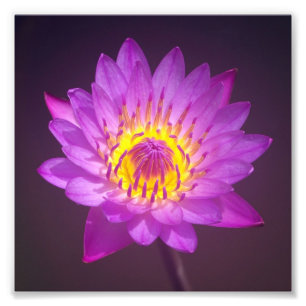 Purpurfärgad lotusblommablomma fototryck