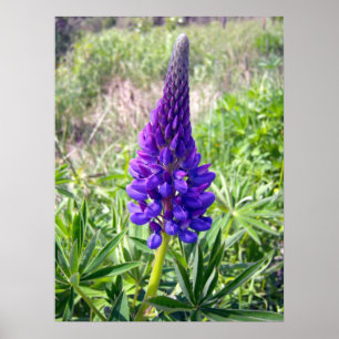 Purpurfärgad Lupine 1 affisch