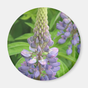 Purpurfärgad Lupine blommar magneten Magnet