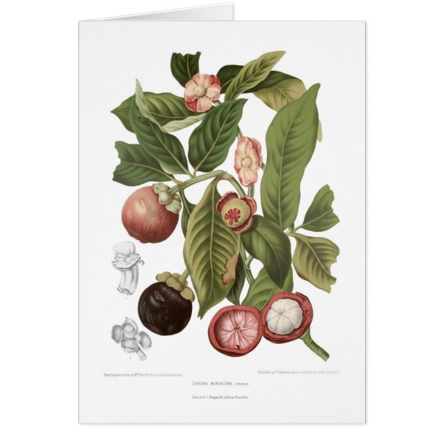 Purpurfärgad Mangosteen Hälsningskort (Framsidan)