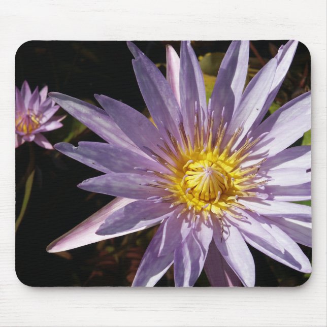 Purpurfärgad näckros Mousepad Musmatta (Framsidan)