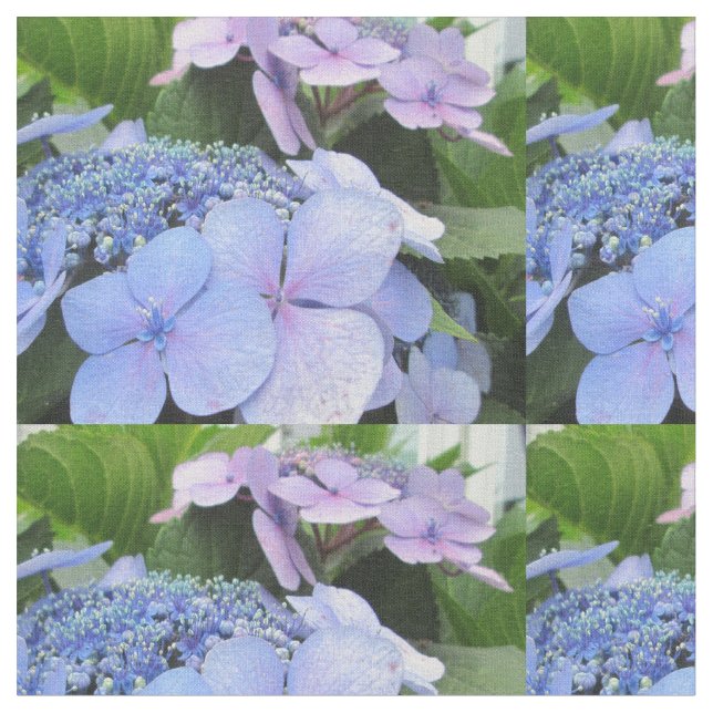 Purpurfärgad nätt blomma för vanlig hortensiablått tyg (Närbild)