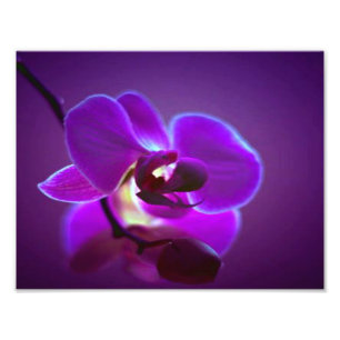 Purpurfärgad Orchid Fototryck