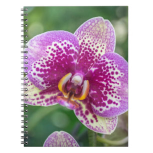 Purpurfärgad orchidanteckningsbok anteckningsbok