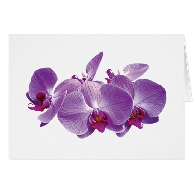 Purpurfärgad OrchidTrio Hälsningskort (Framsidan Horizontal)