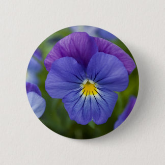 Purpurfärgad Pansy Knapp
