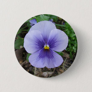 Purpurfärgad Pansy Knapp