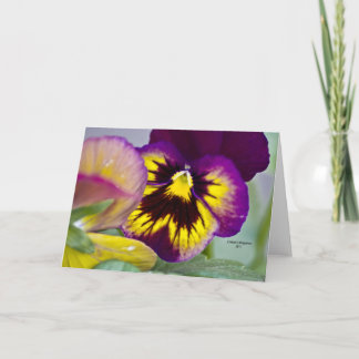 Purpurfärgad Pansy Kort