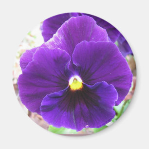 Purpurfärgad Pansy Magnet