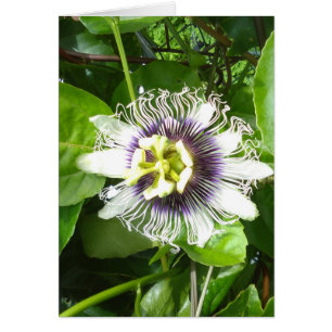 PURPURFÄRGAD PASSIONFRUKTBLOMMA HÄLSNINGSKORT
