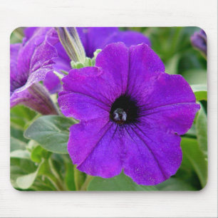 Purpurfärgad Petuniasblomma Mousepad Musmatta