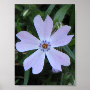 Purpurfärgad Phlox Poster