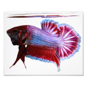 Purpurfärgad Plakat Betta fisk Fototryck