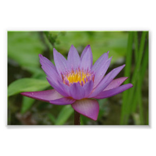 Purpurfärgad rosa näckrosblomma fototryck