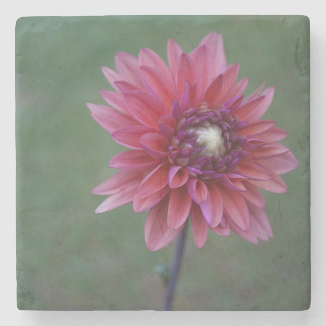 Purpurfärgad rosa stenkustfartyg för Dahlia 2 Underlägg Sten (Framsidan)