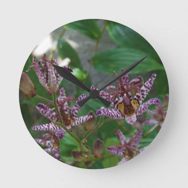 Purpurfärgad rosa vit görade randig orchidnågot li rund klocka (Framsida)