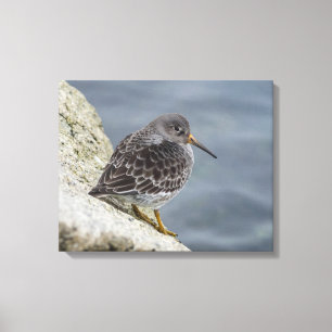 Purpurfärgad Sandpiper Canvastryck