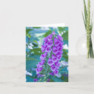 "Purpurfärgad skogFoxglove nr. 1", Kort