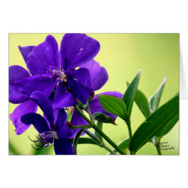 Purpurfärgad skönhetblomma (5,0) hälsningskort