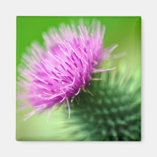 Purpurfärgad thistleblommamagnet magnet