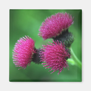 Purpurfärgad thistleblommamagnet magnet