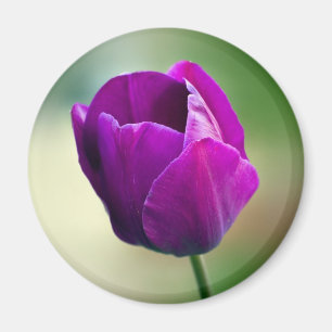 Purpurfärgad tulpan magnet