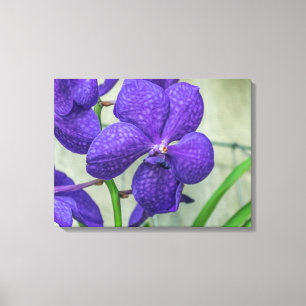 Purpurfärgad vanda orchidkanvastryck canvastryck