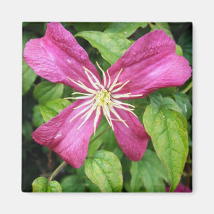 Purpurfärgad Vineblomma Magnet