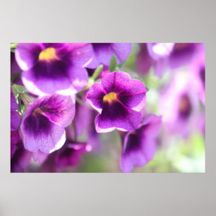 Purpurfärgad Violetsväggaffisch Poster