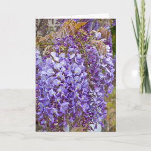 purpurfärgad wisteria kort