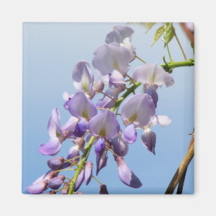 Purpurfärgad Wisteria Magnet