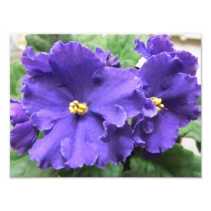 Purpurfärgade afrikanska Violetblommor Fototryck